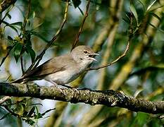 Garden Warbler