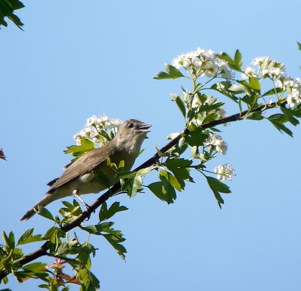 Garden Warbler male adult, identification