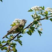 Garden Warbler