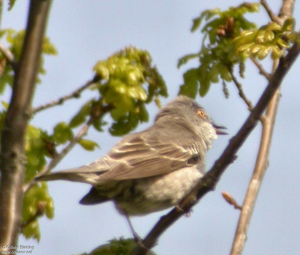 Barred Warbler