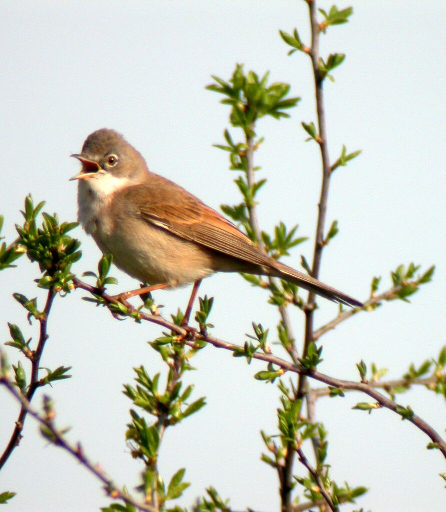 Fauvette grisette