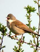 Common Whitethroat