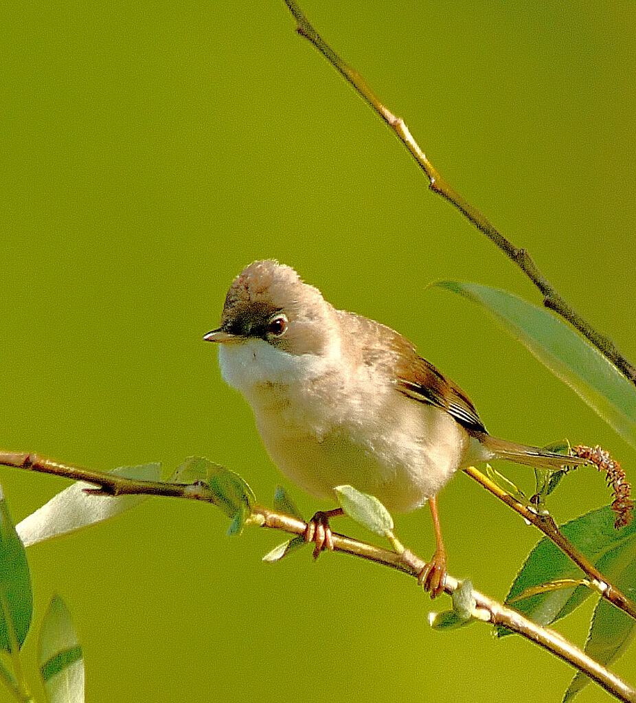 Fauvette grisetteadulte, portrait