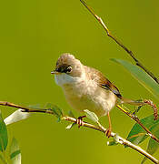 Common Whitethroat