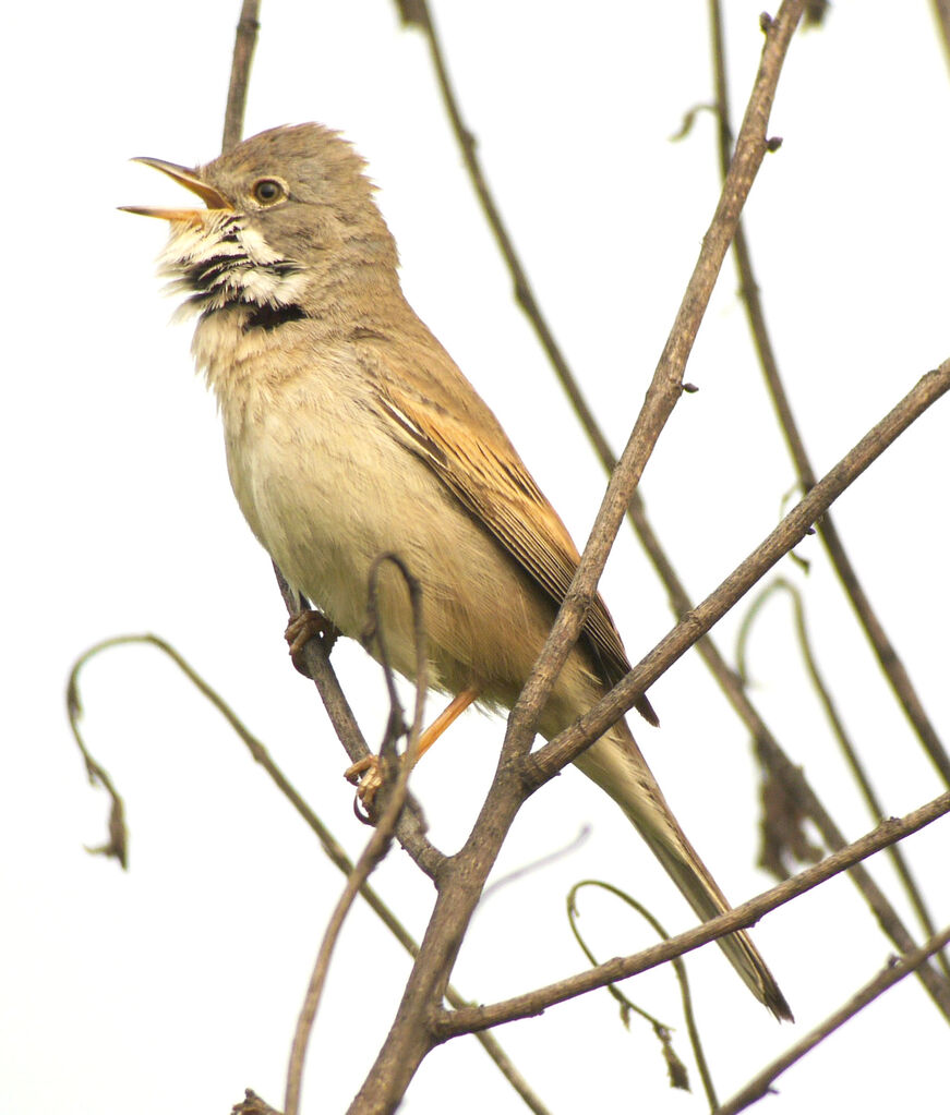 Common Whitethroat male adult breeding, identification