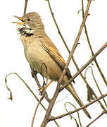 Common Whitethroat