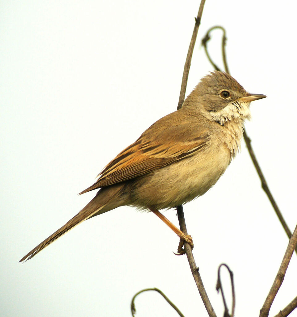 Common Whitethroat male adult breeding, identification