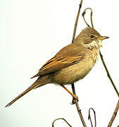 Common Whitethroat