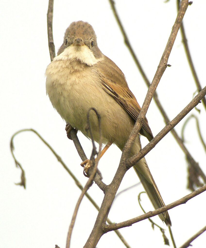 Common Whitethroat male adult breeding, identification