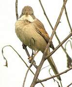 Common Whitethroat