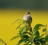 Fauvette grisette