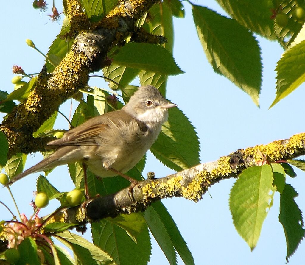 Fauvette grisette mâle adulte, identification