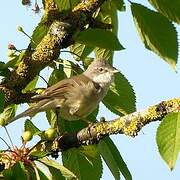 Common Whitethroat