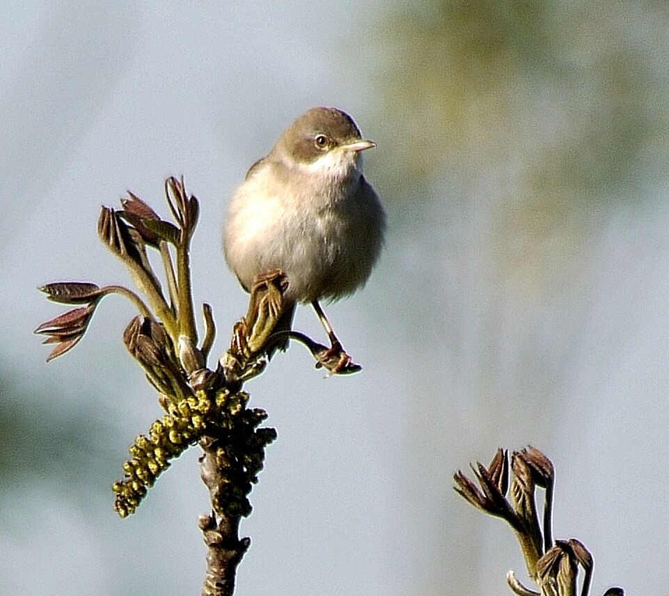 Fauvette grisette mâle adulte nuptial, identification