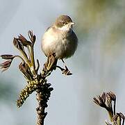 Common Whitethroat