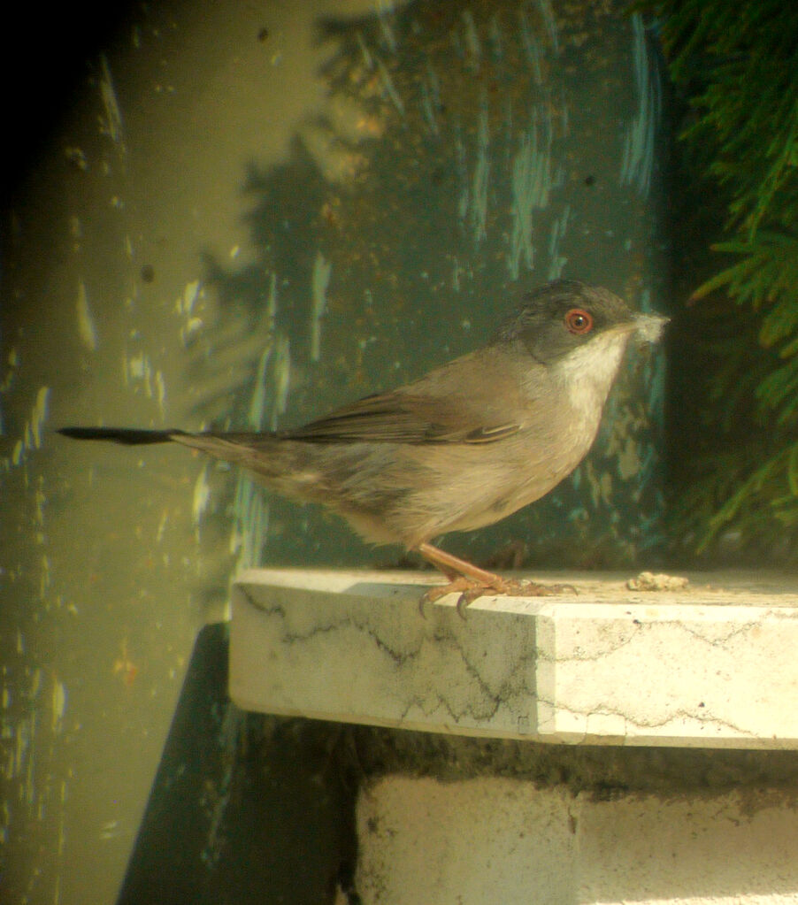 Fauvette mélanocéphale femelle, identification