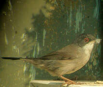 Sardinian Warbler