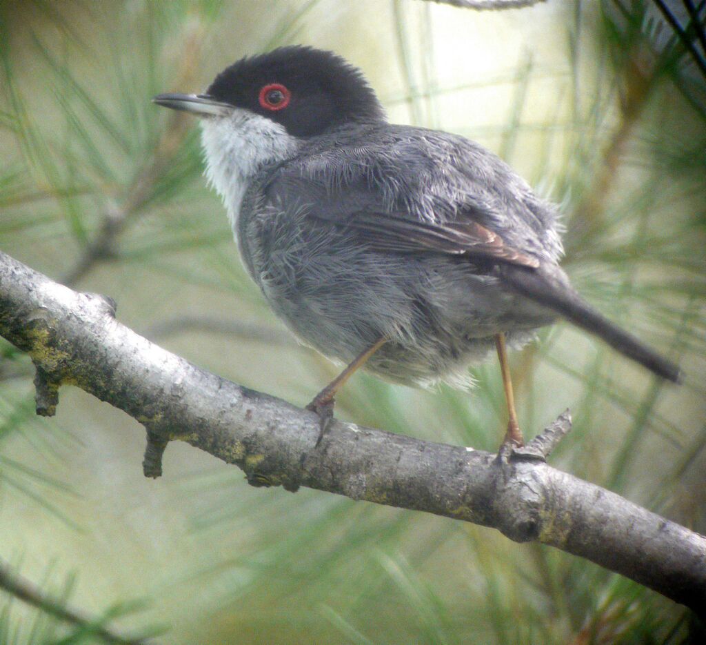 Sardinian Warbler