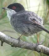 Sardinian Warbler