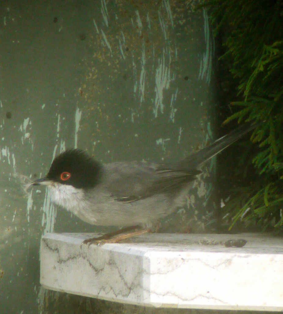 Sardinian Warbler male adult breeding, identification