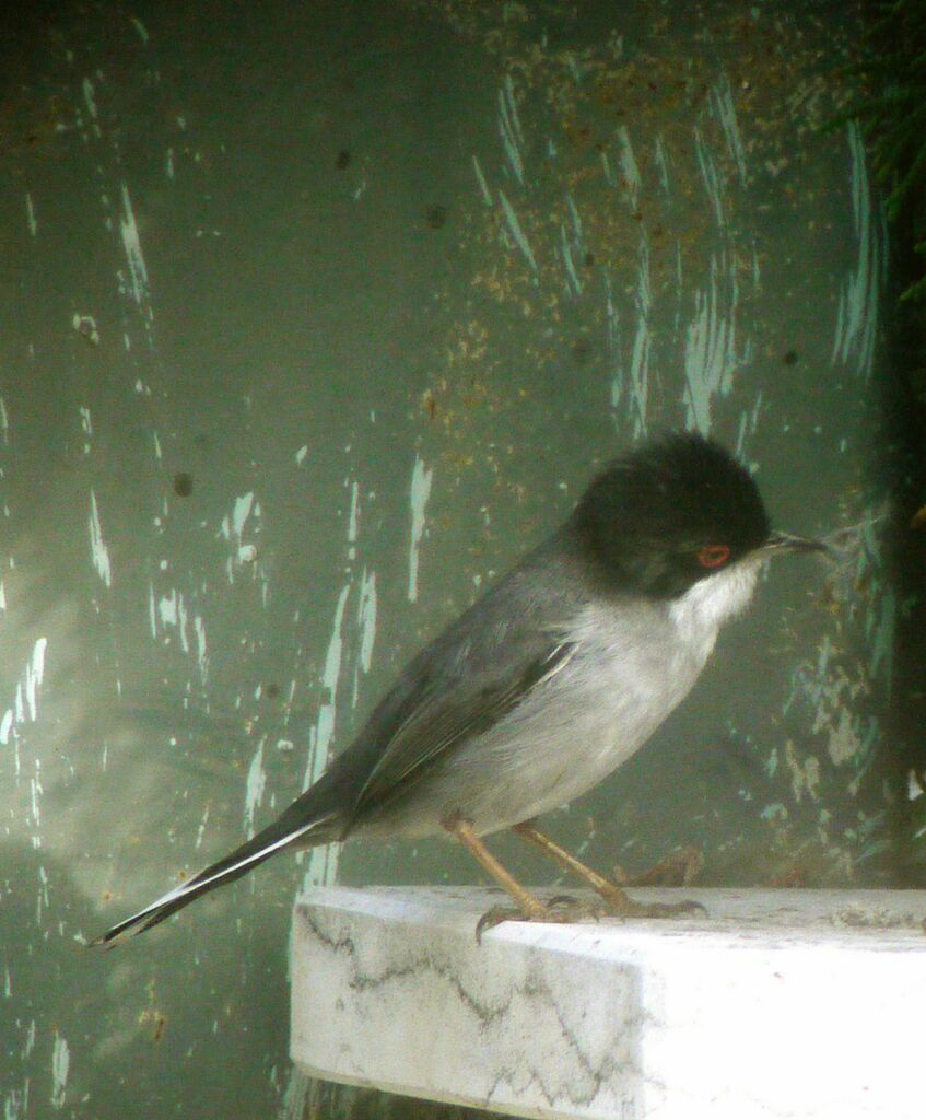 Sardinian Warbler male adult breeding, identification