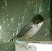 Sardinian Warbler