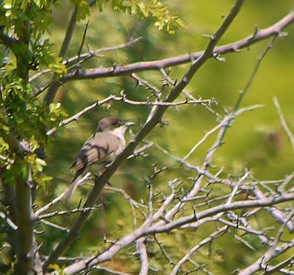 Fauvette orphée mâle adulte nuptial, identification