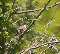 Western Orphean Warbler