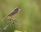 Fauvette passerinette