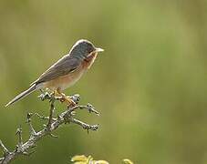 Western Subalpine Warbler