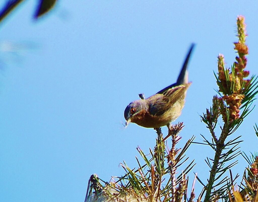 Fauvette passerinette mâle adulte nuptial, identification