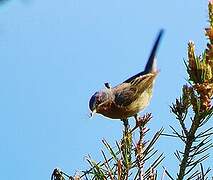 Western Subalpine Warbler