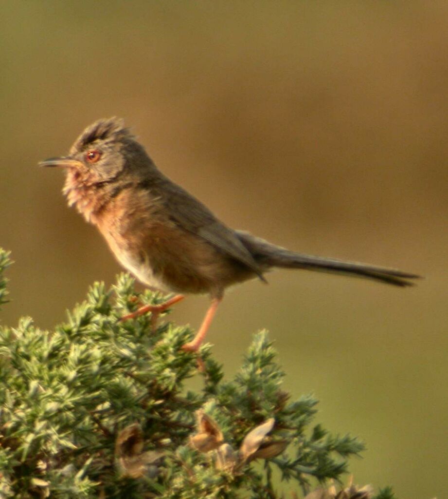 Dartford Warbler