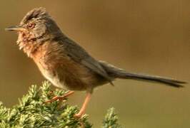 Dartford Warbler