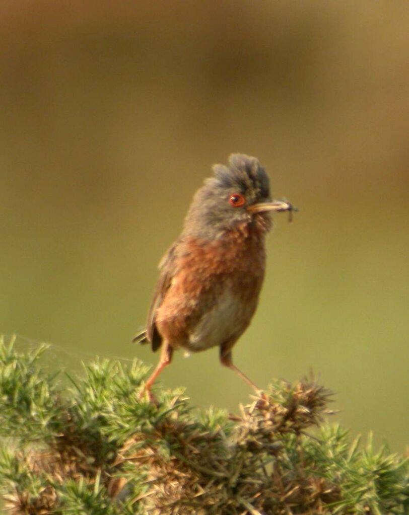 Dartford Warbler