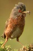 Dartford Warbler