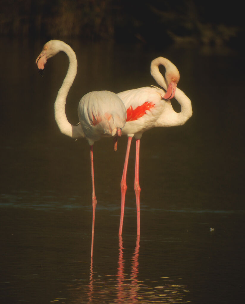 Flamant rose, Comportement