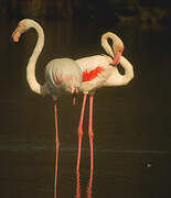 Greater Flamingo