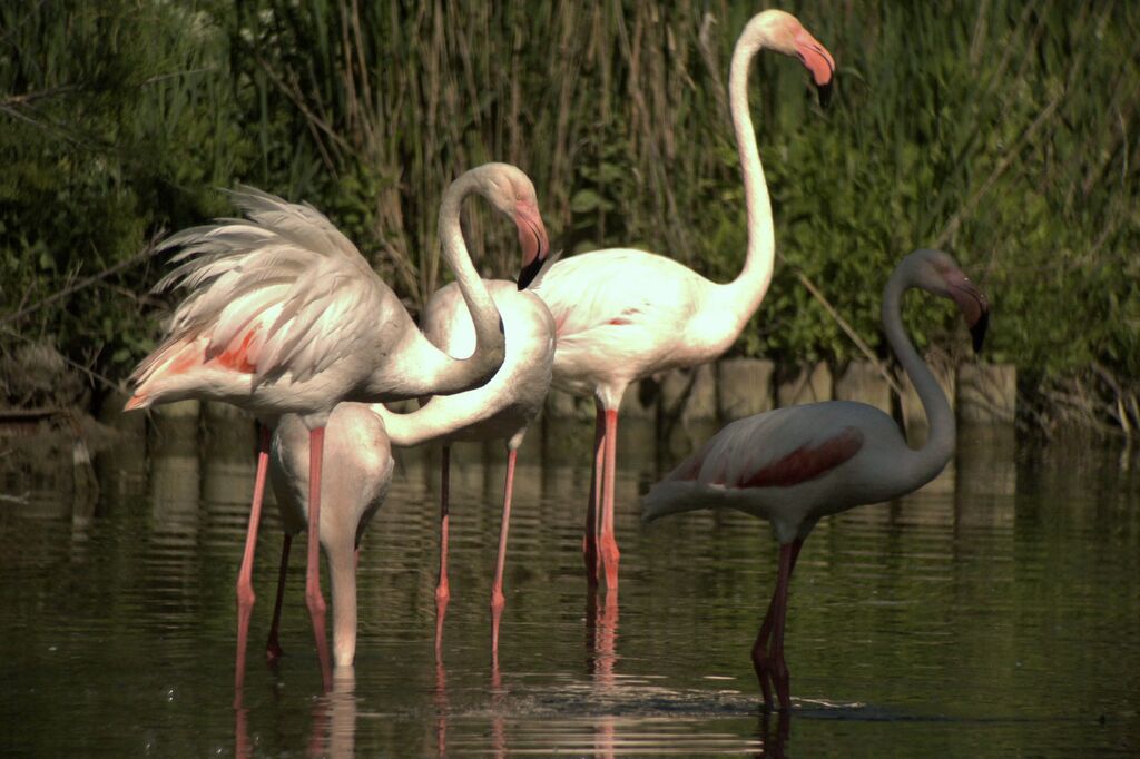 Flamant rose , identification