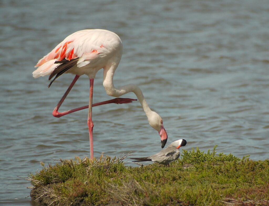 Greater Flamingoadult breeding