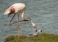 Flamant rose