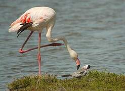 Greater Flamingo