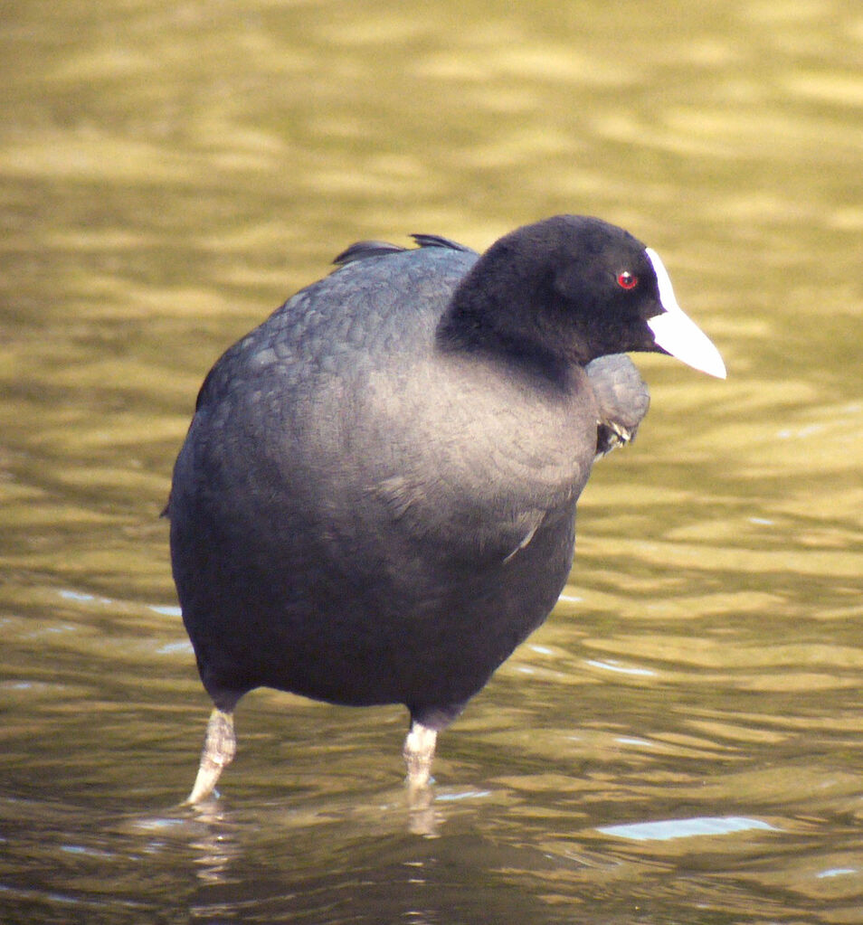 Foulque macroule mâle adulte nuptial, identification