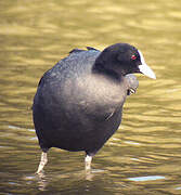 Eurasian Coot