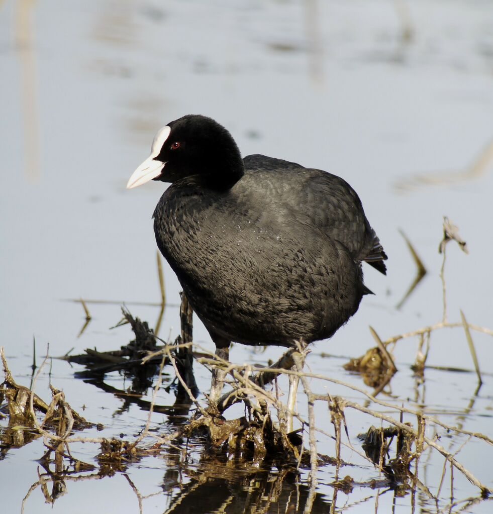 Foulque macroule mâle adulte nuptial, identification