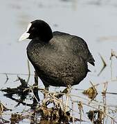 Eurasian Coot