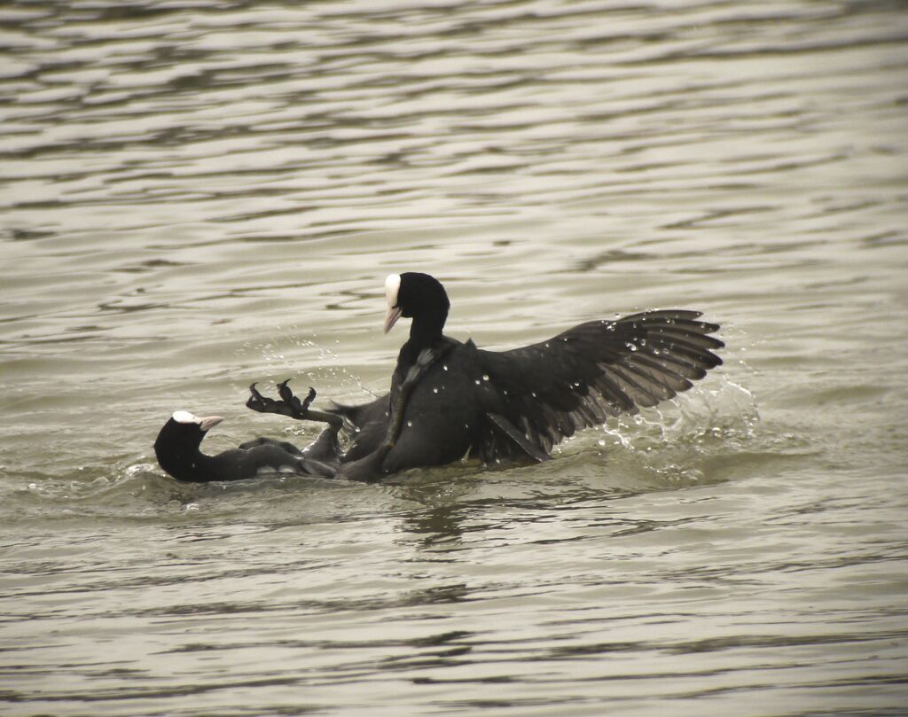 Eurasian Coot male adult breeding, Behaviour