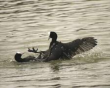 Eurasian Coot