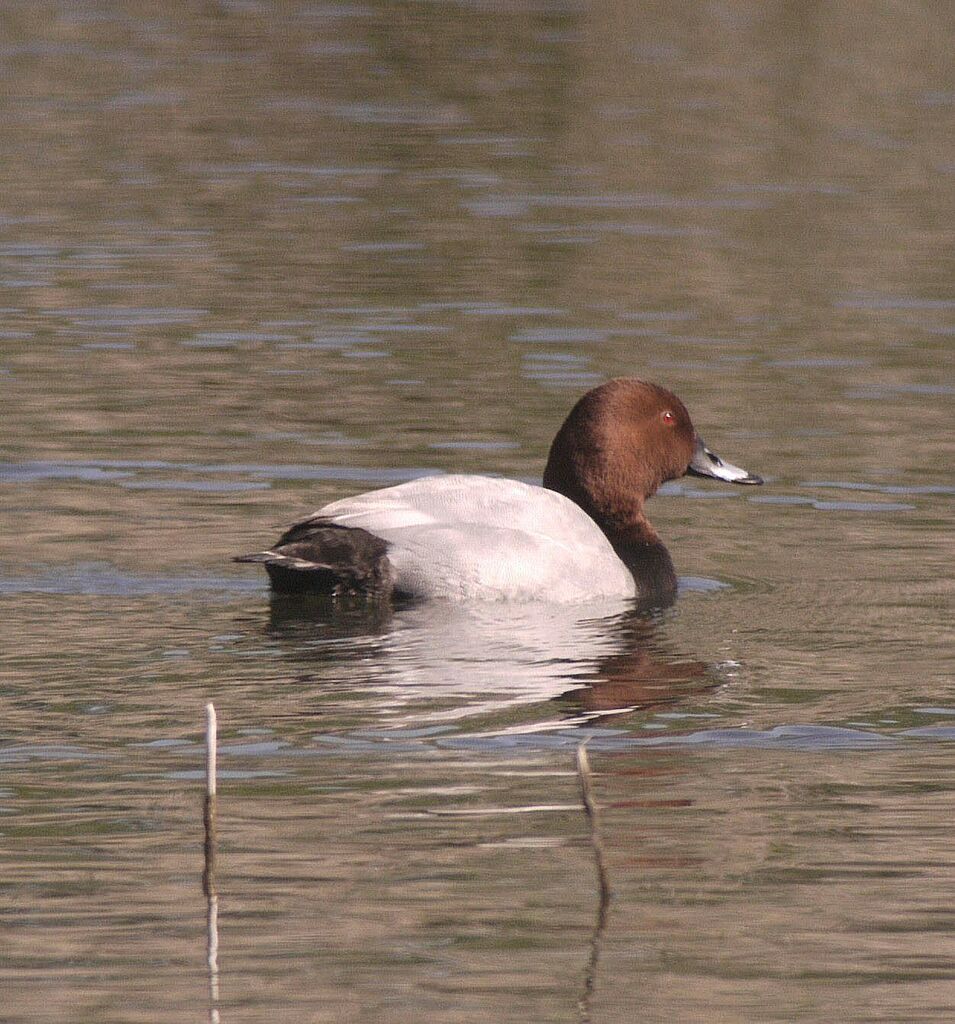 Common Pochard male adult breeding, identification