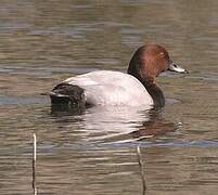 Common Pochard